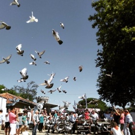 Lâcher de pigeons